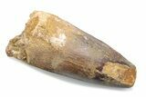 Fossil Spinosaurus Tooth - Robust Tooth #370501-1